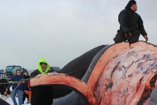 Balina Yağı Özellikleri ve Faydaları Nelerdir? Balina Yağı Özellikleri ve Faydaları Nelerdir?