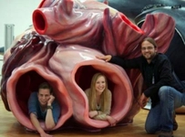 Mavi Balina Kalbi Mavi Balina Ölçülerinin Karşılaştırılması Mavi Balina Kalbi Mavi Balina Ölçülerinin Karşılaştırılması