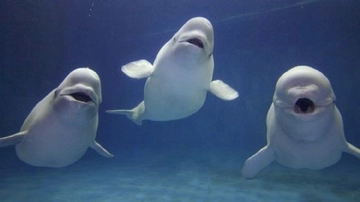 Beyaz Balina Türleri ve Özellikleri Beyaz Balina Türleri ve Özellikleri